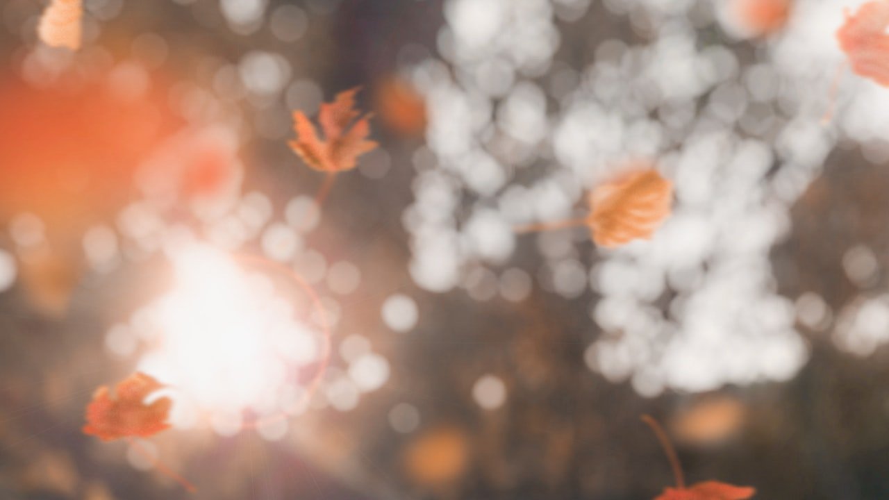 South Korea's Moon hints at canine meat ban amid debate over animal rights