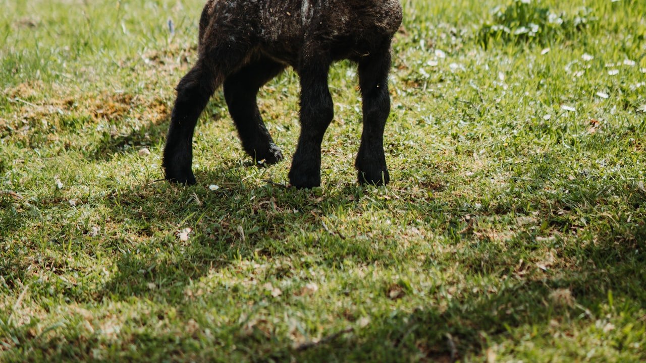 Why High-Pressure Washer Suitable For Domestic Use?