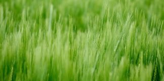 Pelleting, quality of pellets, and how to improve while pelleting