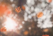 South Korea’s Moon hints at canine meat ban amid debate over animal rights