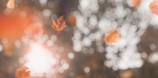 South Korea’s Moon hints at canine meat ban amid debate over animal rights