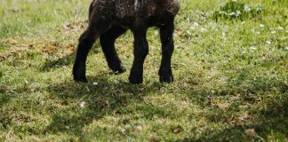 Why High-Pressure Washer Suitable For Domestic Use?